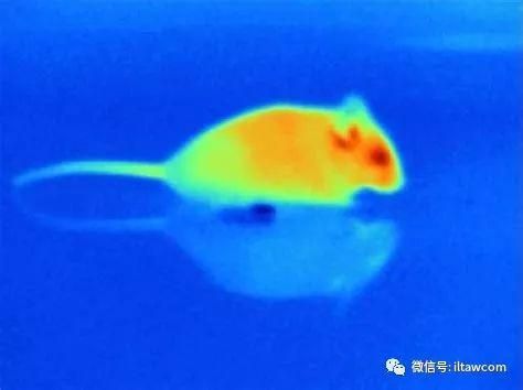 动物之间怎样交流呢？不仅仅只是依靠叫声、气味、动作...