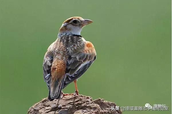 十大鸣鸟排行，盘点那些长得好看，叫声好听的鸣鸟