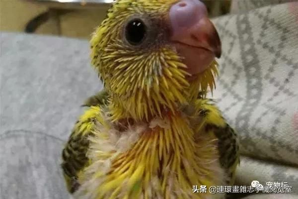十大鸣鸟排行，盘点那些长得好看，叫声好听的鸣鸟