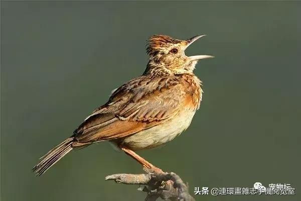 十大鸣鸟排行，盘点那些长得好看，叫声好听的鸣鸟