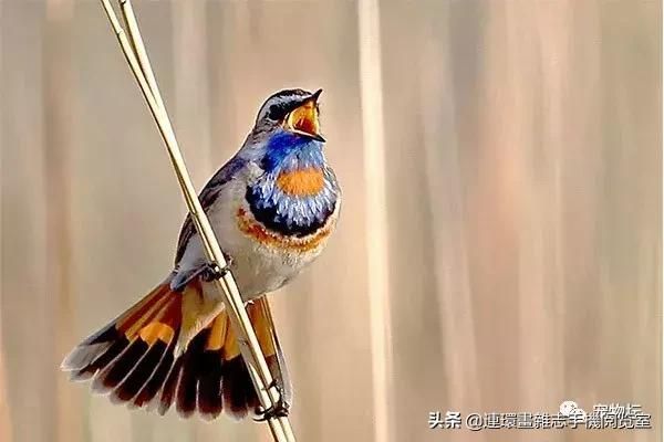 十大鸣鸟排行，盘点那些长得好看，叫声好听的鸣鸟