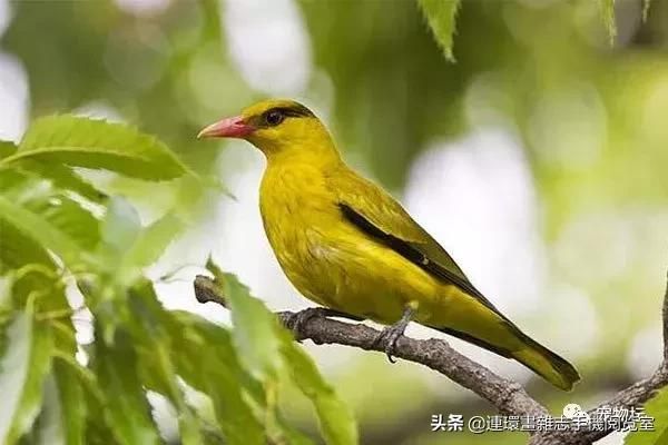 十大鸣鸟排行，盘点那些长得好看，叫声好听的鸣鸟
