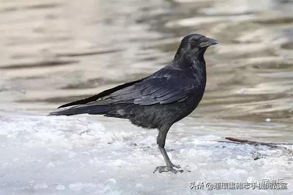 十大鸣鸟排行，盘点那些长得好看，叫声好听的鸣鸟