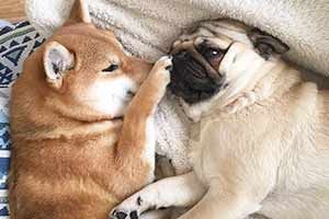 萌翻一片人！日本夫妇养的柴犬和巴哥相爱相杀的日常