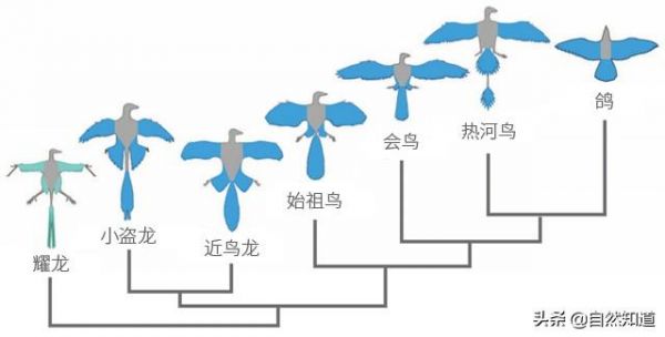 鸟的祖先图片:鸡、鸵鸟等是不是恐龙进化而来的？ 鸟的祖先图片大全