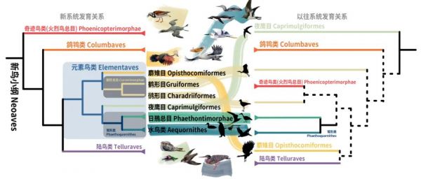 新鸟小纲主要类群的分类变动。浙江大学供图
