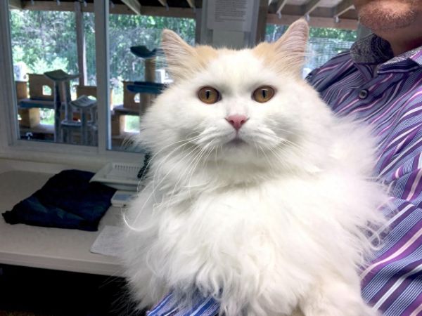 萌宠救助故事二十九，一只漂亮的猫咪被收养的故事