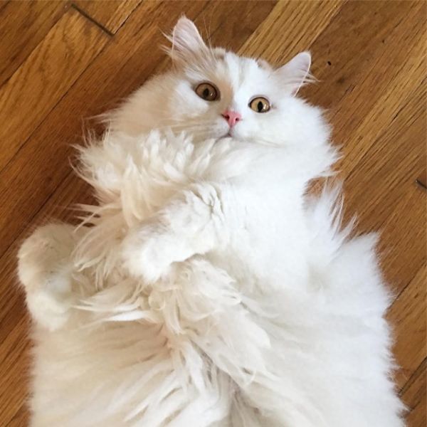 萌宠救助故事二十九，一只漂亮的猫咪被收养的故事