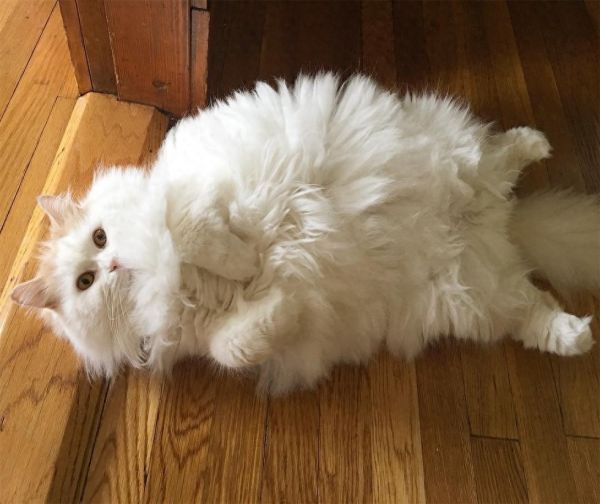 萌宠救助故事二十九，一只漂亮的猫咪被收养的故事