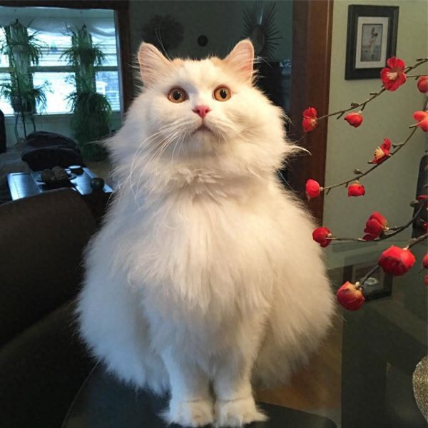 萌宠救助故事二十九，一只漂亮的猫咪被收养的故事
