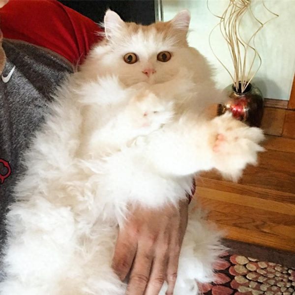 萌宠救助故事二十九，一只漂亮的猫咪被收养的故事