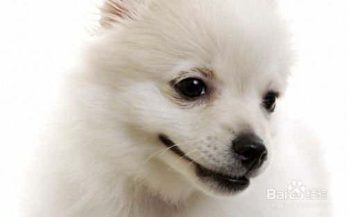 如何帮狗狗除皮屑的4个方法