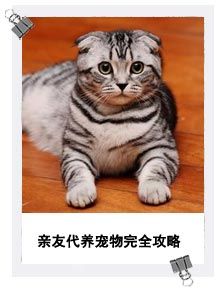 亲友代养宠物完全攻略
