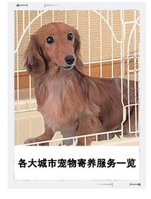 各大城市宠物寄养服务一览