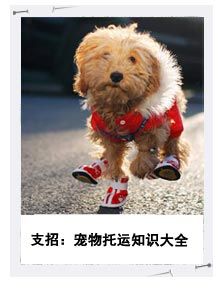 宠物托运知识大全