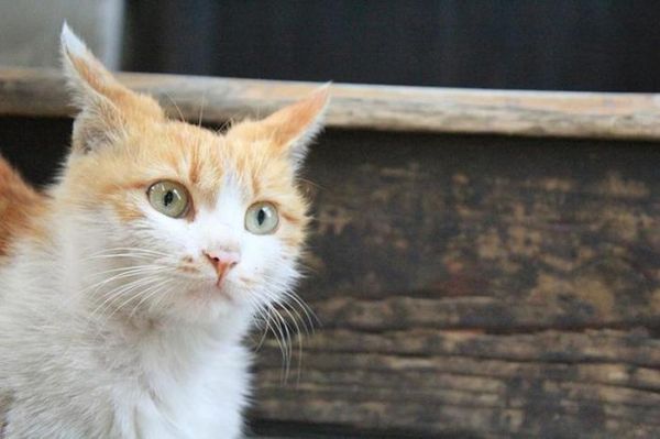 狗狗和猫猫疫苗驱虫须知,养宠不看后悔（驱虫篇）