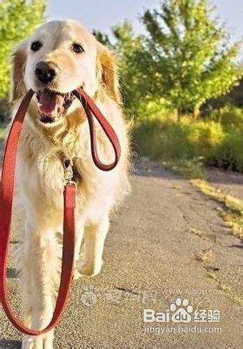 带狗狗出游全攻略