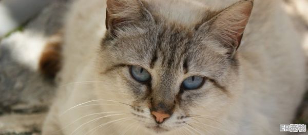 小猫近亲繁衍会怎样_猫咪同父异母可以配吗