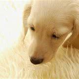 三分钟了解犬细小病毒病及治疗方案