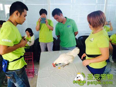 宠物训练之鸡的训练