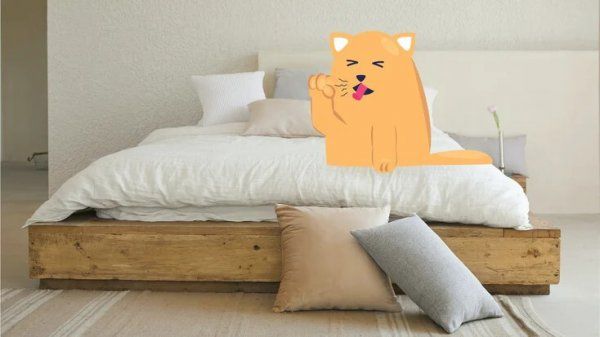 猫会得犬窝咳吗？