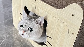 小馒头有了猫抓板，窗帘沙发逃过一劫