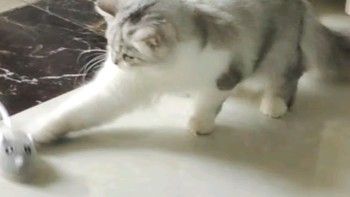 宠物的电动小玩具：让宠物独自在家不会郁闷