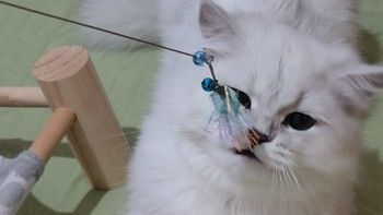 猫咪玩具喜好大揭秘，你知道多少？