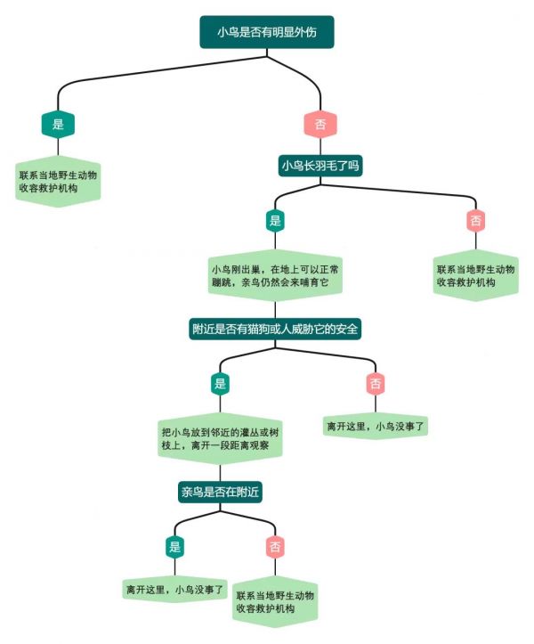 如何正确的进行野生鸟类救护？ 第1张