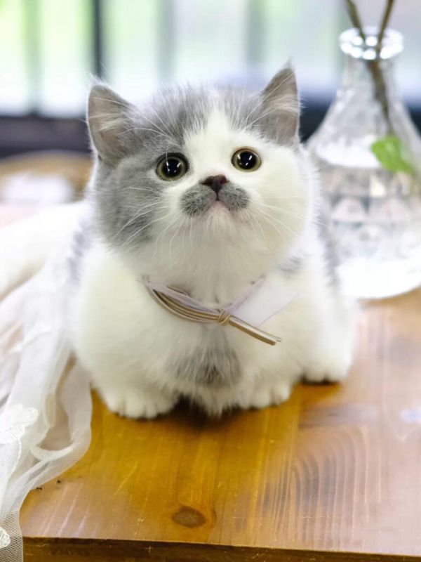 家养“矮脚猫”是种什么体验?网友:每天都被它萌到醒