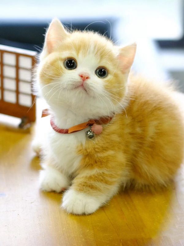 家养“矮脚猫”是种什么体验?网友:每天都被它萌到醒