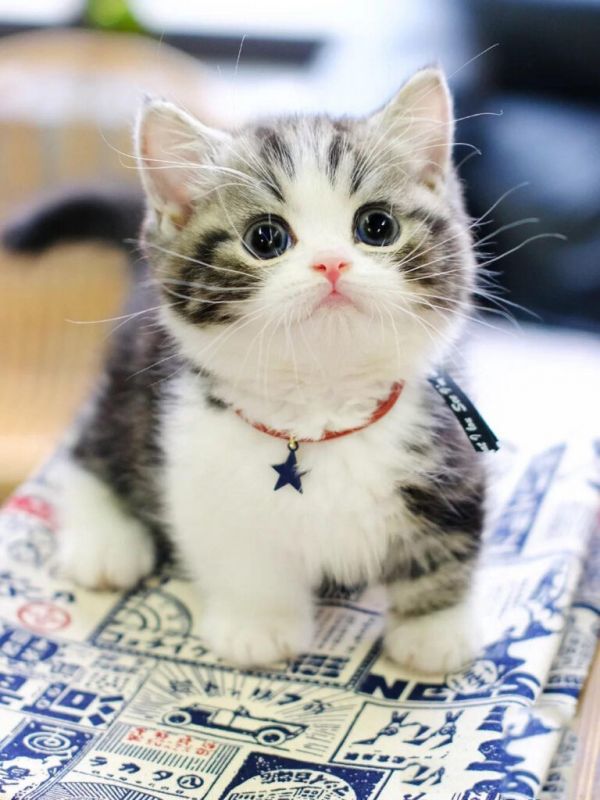 家养“矮脚猫”是种什么体验?网友:每天都被它萌到醒