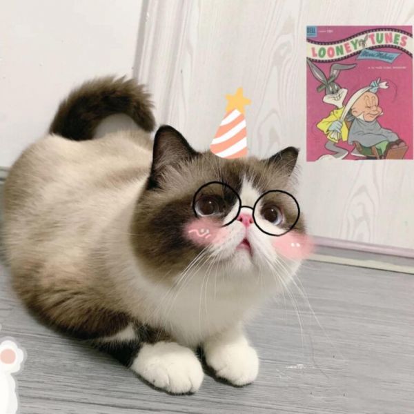 家养“矮脚猫”是种什么体验?网友:每天都被它萌到醒