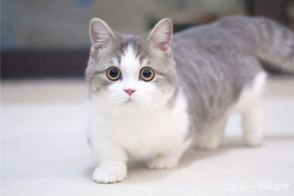 矮脚猫是基因缺陷吗?说出来你可能不信