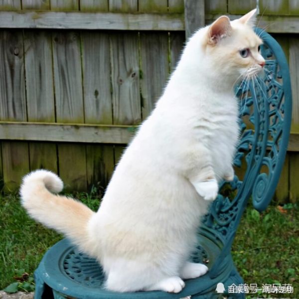 矮脚猫是基因缺陷吗?说出来你可能不信