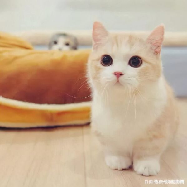 矮脚猫是基因缺陷吗?说出来你可能不信