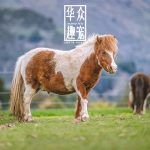 矮脚马多少钱一匹？在哪里买？-华众趣宠