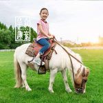 矮脚马多少钱一匹？在哪里买？-华众趣宠
