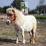 矮脚马多少钱一匹？在哪里买？-华众趣宠