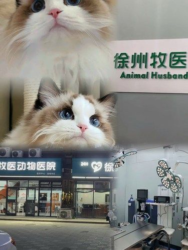 家有毛孩，有事找他！不能不知道的一家宠物医院