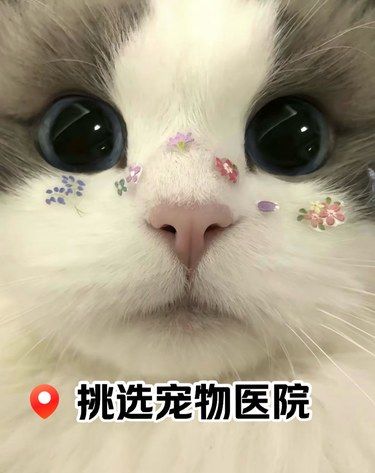 喵星人绝育就来这家，超有仪式感哦[惊叹]