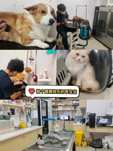 治猫病，救狗命，宠物美容来这里[色]