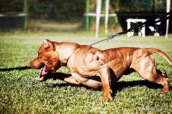 比特犬