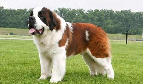 温顺的大型犬有哪些？十大温顺大型犬排行榜！是你最爱的狗狗吗？