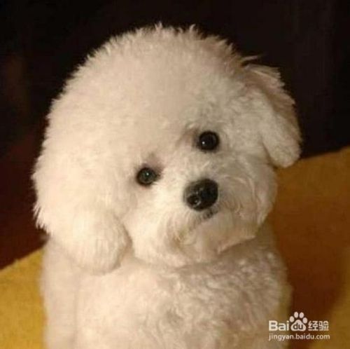 买宠物狗的注意事项
