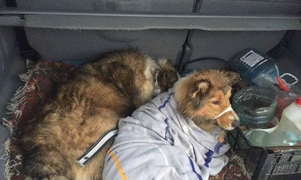 宠物出行指南——带狗狗坐火车攻略