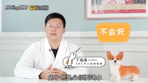 兔子怎么喝水？
