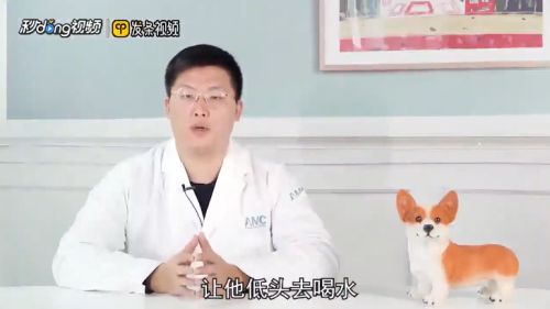 兔子怎么喝水？