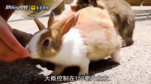 兔子怎么喝水？