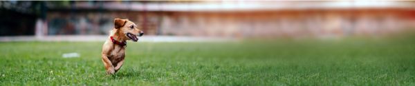 dog-banner